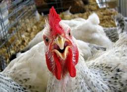 Paraná fatura 15% mais com exportação de carne de frango, diz sindicato 